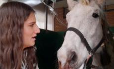 Fidenza, addio «Bibi», il cavallo di Rebecca Balvi: una colica fatale al vincitore di tante gare