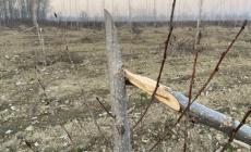 Vandali in golena a Sissa: spezzati 200 pioppi