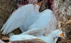 Lupi a Cogolonchio: uccise tre oche e una capretta