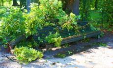 Alinovi: "150mila euro per gli alberi pericolosi"
