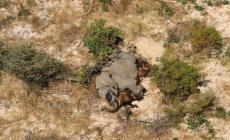 Strage di elefanti in Zimbabwe, colpa di un batterio