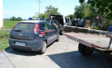 Toro fugge dalla stalla: paura vicino a Noceto