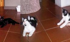 Tre gattini cercano casa