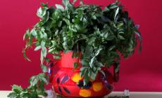 Crescione. Il buon verde
