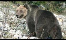 L'orso M49 catturato per l'ennesima volta