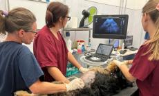 Ospedale veterinario: pi&ugrave; spazi, pi&ugrave; servizi