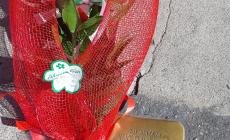 "Rubata la rosa posata stamattina sulla pietra d'inciampo che ricorda mio nonno"