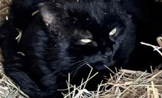 «Hanno sparato a un gatto nero in zona Castellazzo»
