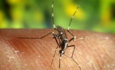 Caso di Dengue in via Cocconcelli, al via la disinfestazione
