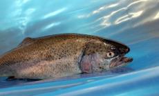 Trote in rosa ovvero pesca per sole donne