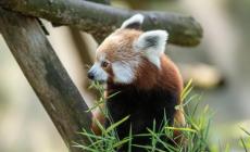 Il Wwf: "In 50 anni persi due terzi di fauna selvatica"