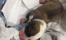 Penelope in cerca di latte