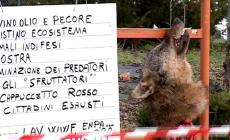 Lupi uccisi in Maremma: una testa mozzata esposta in strada