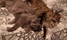 I gatti Penelope e Rocky avvelenati con l'antigelo