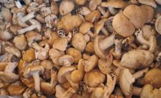 Funghi, oltre 310 chilogrammi controllati e 220 certificazioni nel 2024: l&rsquo;attivit&agrave; di prevenzione per il consumo sicuro al centro di un convegno