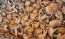 Dopo le piogge, &egrave; gi&agrave; tempo di funghi