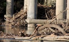 Montagne di legna lasciate dal Po contro le pile del ponte Verdi