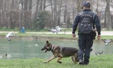 Quanto addestramento per un bravo cane poliziotto