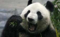 Giappone: il panda più anziano al mondo compie 28 anni