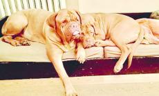 Quando in famiglia c'&egrave; una new entry: arriva un altro cane