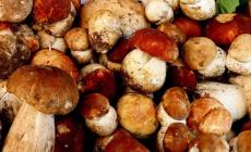 Sull'Appennino la stagione dei funghi promette bene