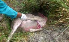 I lupi tornano a colpire: sbranate  quindici pecore 