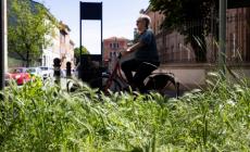 Erba alta e siepi pericolose: una città da sfalciare. Ecco la mappa dei quartieri