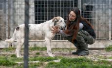 Al canile in arrivo 80 nuovi box