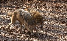 Cangelasio, nuovo attacco di un lupo: pecora sbranata