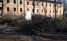 &laquo;In Cittadella il Comune salva le piante spaccasassi&raquo; 