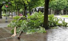 Salso, crollato un grosso ramo in viale Romagnosi
