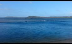 Settanta balene spiaggiate in Tasmania, soccorsi in atto