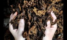 L'Antico Toscano è il sigaro 'migliore al mondo' (fuori dai Caraibi)