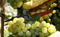 Cominciata la vendemmia in Emilia, quantità in calo 