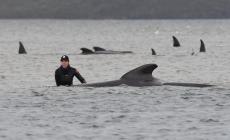 Altre 200 balene spiaggiate in Tasmania, sono quasi 500
