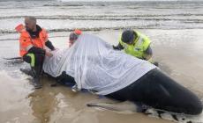 Morte 380 delle balene spiaggiate in Tasmania
