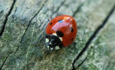 Nuova iniziativa "Album della natura: parole e immagini"
