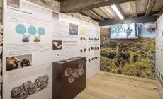 Il tartufo di Fragno ha il suo museo per celebrarlo