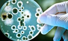 Quei super batteri resistenti ai farmaci