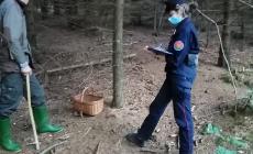 Raccolte illecite: in un giorno sequestrato un quintale di porcini tra Val Parma e Alta Val Taro