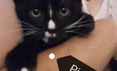 Gatti timidi, tranquilli, coccoloni e vivaci da portare a casa