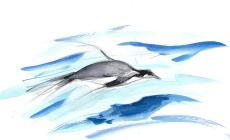 Guido Conti racconta la grande amicizia tra un pescatore brasiliano e un pinguino 