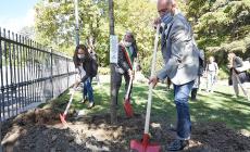 Dalla Regione un albero gratis per ogni abitante. Dal 1° ottobre si può andare a ritirarli nei vivai accreditati