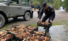 «Funghi sequestrati: perché non darli in beneficenza?»