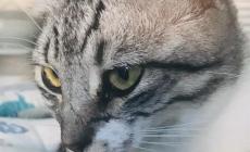 Gattina respinta al canile, è polemica