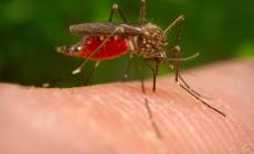 Trovata a Genova zanzara positiva alla West Nile