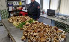 Funghi sequestrati, ce n'erano anche 4 velenosi