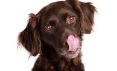 Non conoscete quel cane? Forse non vuol socializzare