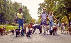 Pet sitter, è boom. Ma bisogna sceglierlo bene