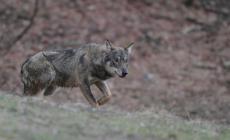 Lupi a Vezzano: sbranata una pecora